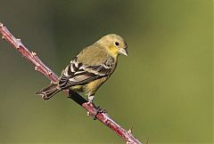 Lesser Goldfinch